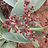 Cyphostemma oleraceum
